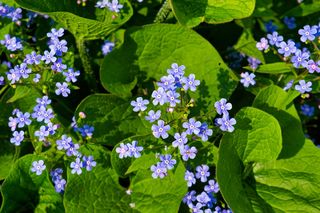 Brunnera wielkolistna