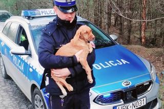 Policjanci pomogli porzuconemu psu