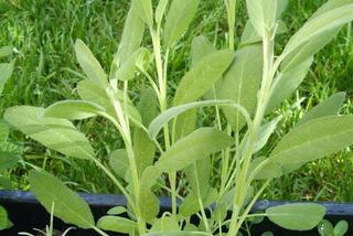 Szałwia lekarska - Salvia officinalis