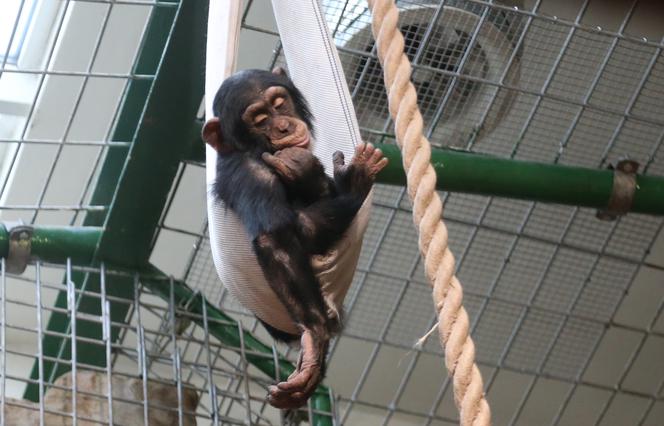 Czwarte urodziny szympansa Frodo