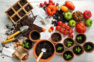 Kiedy siać pomidory?