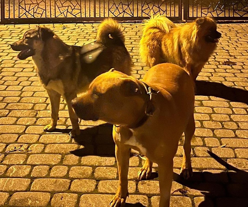 Agresywne psy zastraszały mieszkańców wsi. Atakowały inne zwierzęta