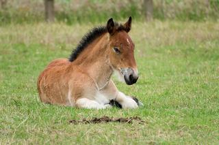 Miejsca na Dolnym Śląsku, gdzie można zobaczyć zwierzęta. Mini zoo, parki i zagrody, które warto odwiedzić 