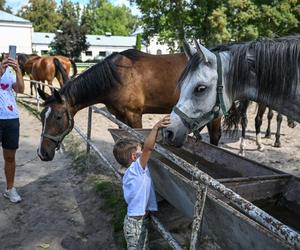 Prawie 640 tys. euro za konie na aukcji Pride of Poland