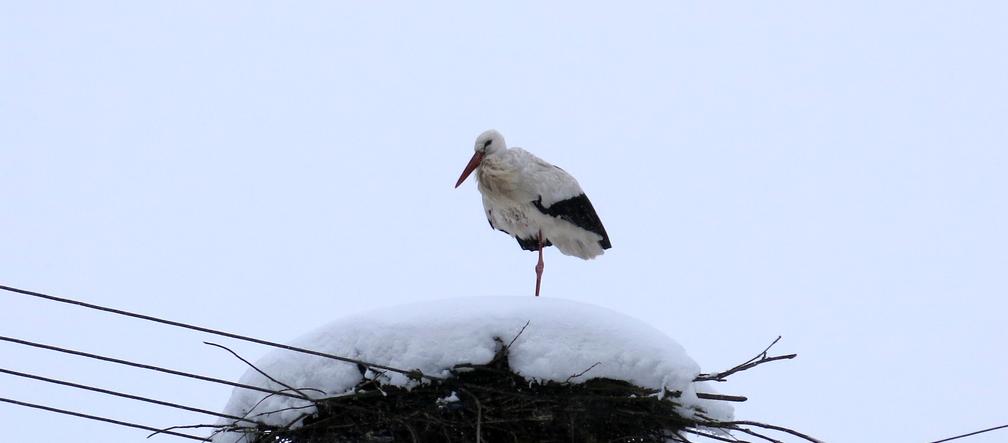 Bocian spędza zimę w Topolanach na Podlasiu