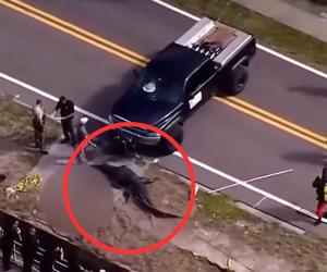 Kilkumetrowy aligator trzymał w zębach ludzkie szczątki. Zwierzę zostało zastrzelone [WIDEO]