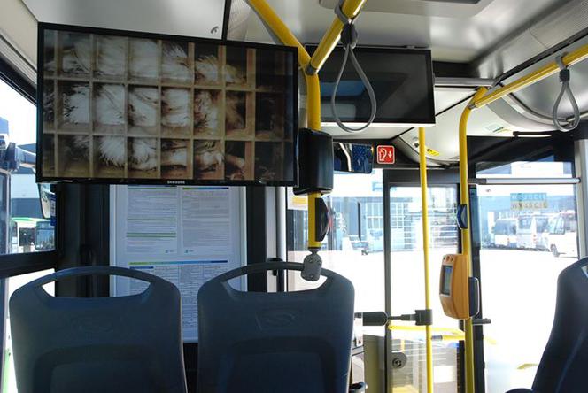 Promocja weganizmu w białostockich autobusach