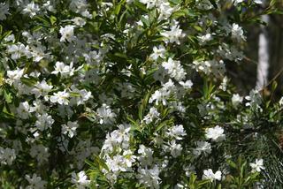 Obiela wielkokwiatowa - Exochorda racemosa