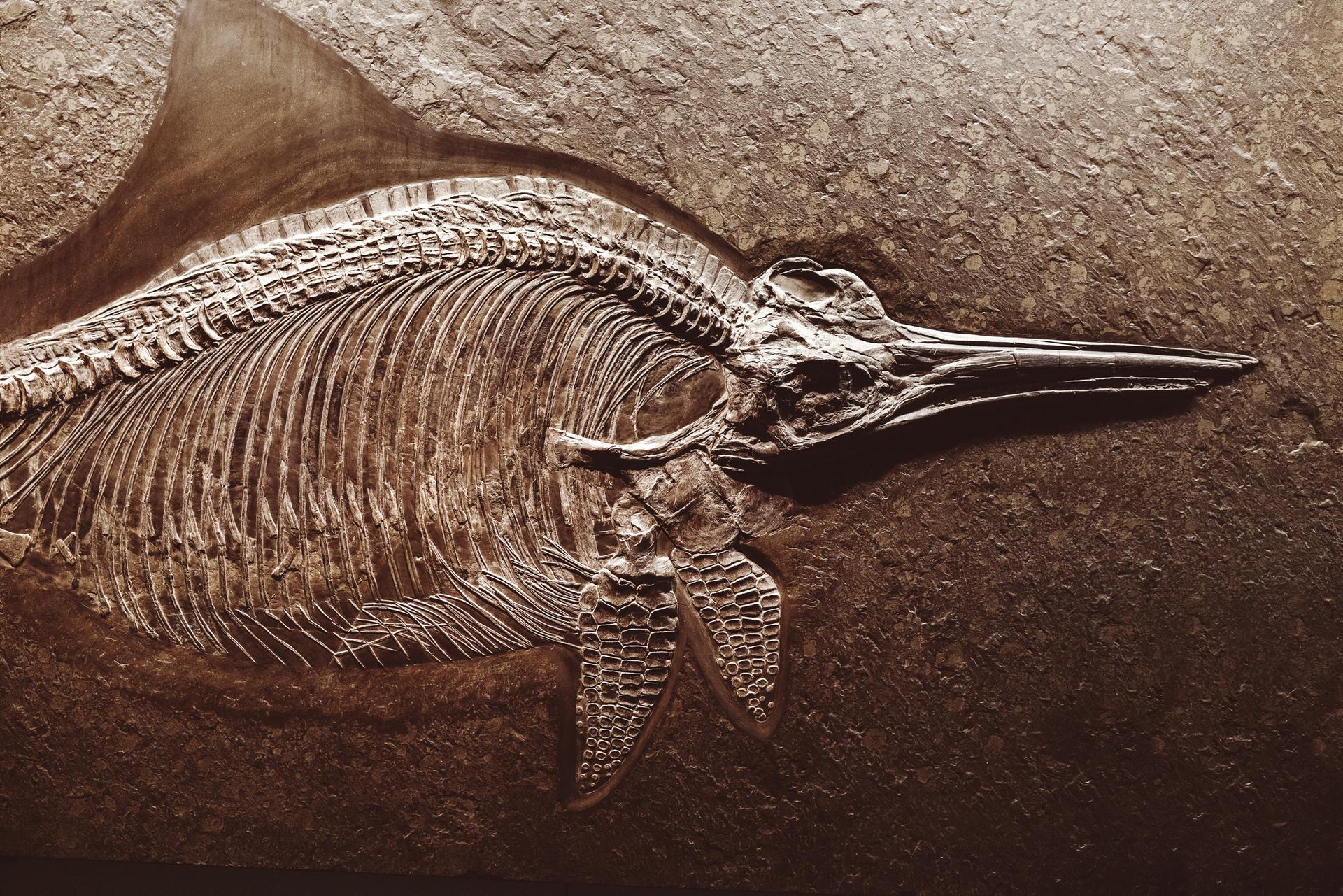 Ископаемые рептилии. Скелет ихтиозавра. Ихтиозавр скелет 2017. Ихтиозавр окаменелость. Ихтиозавр Жюля верна.
