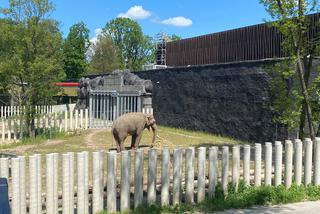 43-letni słoń Aleksander zamieszkał w Orientarium łódzkiego zoo! 