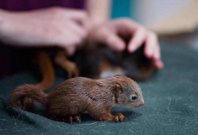 Małe wiewiórki