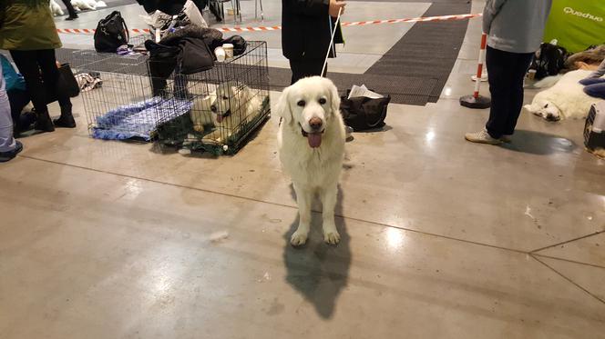 EXPO SILESIA DOG SHOW 2017