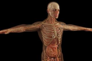 W pilskiej Państwowej Uczelni Stanisława Staszica  uczą anatomii w 3D 