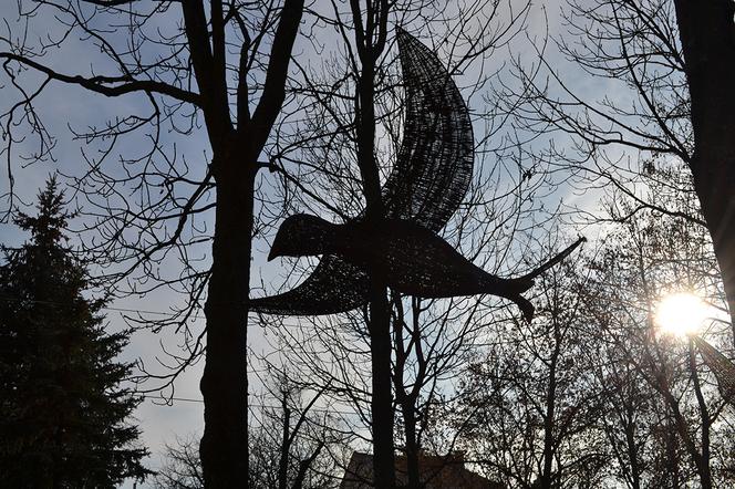 Niezwykłe ptaki pojawiły się nad Polską Stolica Wikliny