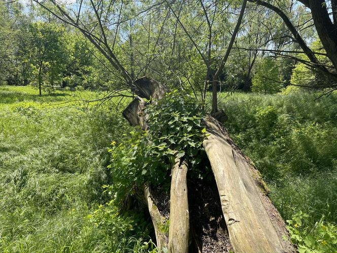 Najdłuższy park w Polsce jest w Krakowie. Ledwo widać go na mapach, a jest pełen atrakcji