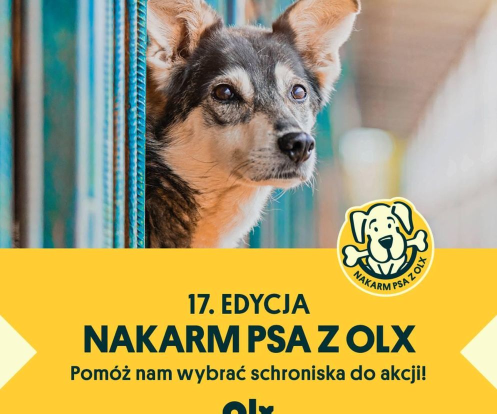 Rusza akcja Nakarm Psa z OLX