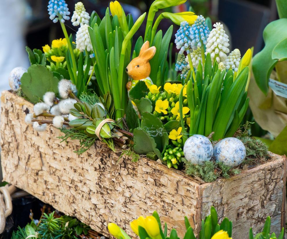 Jakie kwiaty wybrać na Wielkanoc? Zobacz urocze propozycje!