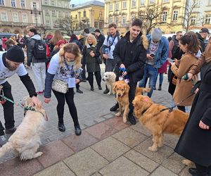 33. Finał WOŚP z grupą krakowskich Golden Retrieverów