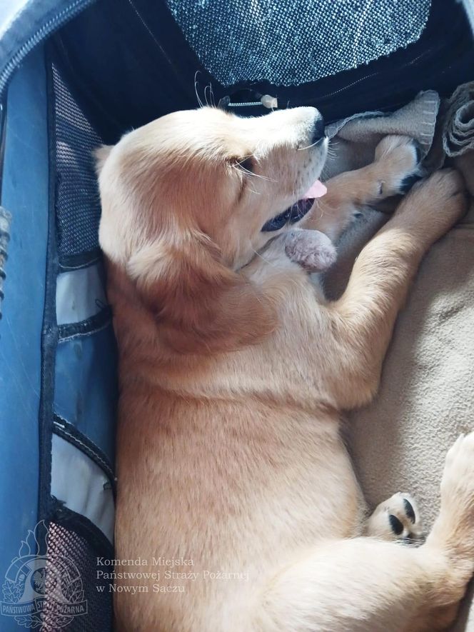 Wygląda jak maskotka, a będzie bohaterem. Strażacy mają nowego psa ratowniczego