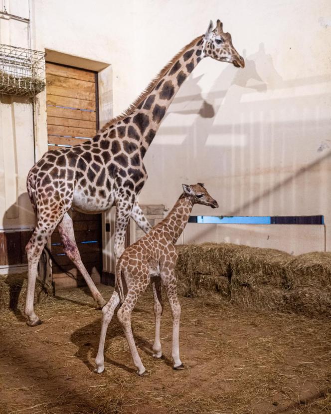 Nowy mieszkaniec łódzkiego zoo! Trudne początki młodej żyrafy