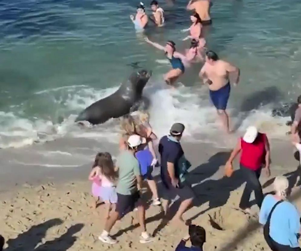 Lew morski rzucił się na tłum plażowiczów! Wideo przeraża