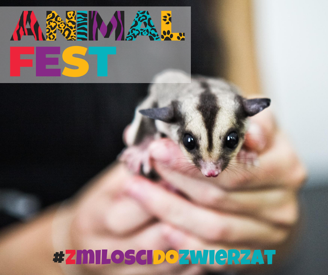 Targi HOBBY i Animal Fest w jednym miejscu. MTP oferują wspaniałą zabawę