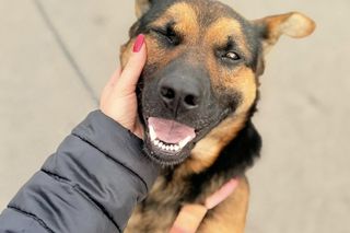 Pies w lesie przywiązany łańcuchem do drzewa