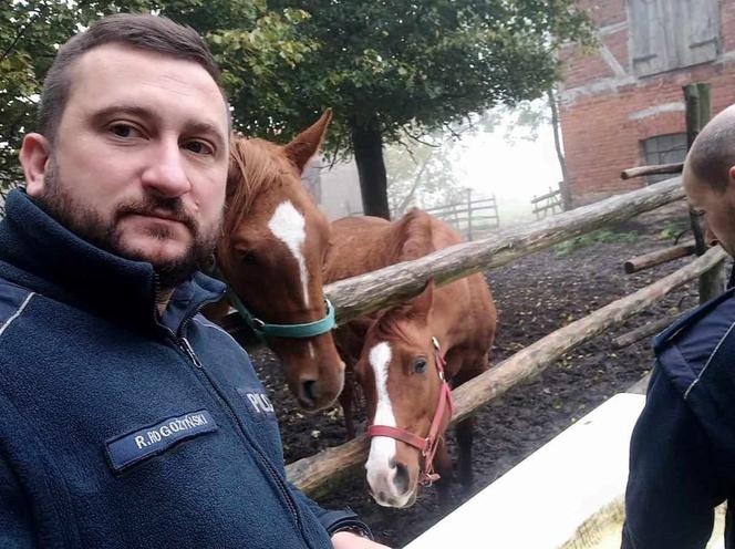 Dzielnicowi z Lubawy pomogli choremu mężczyźnie, który nie mógł opiekować się końmi