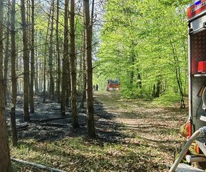 Pożar w lesie w Lubuskiem. Interweniowały służby