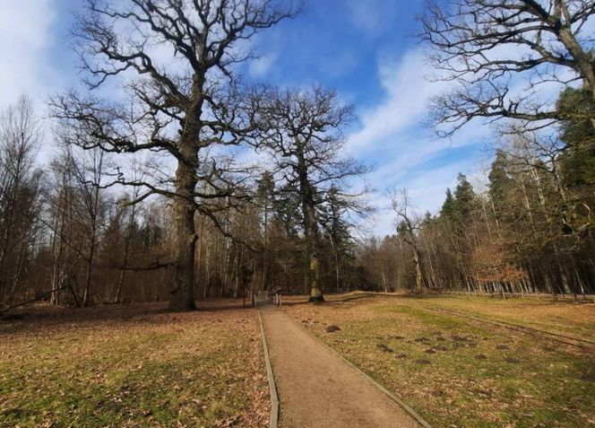 Puszcza Białowieska to idealny pomysł na odwiedziny jesienią