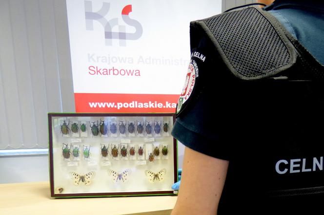 Owady na granicy. Rosjanin chciał wwieźć do Polski spreparowane chrząszcze i motyle