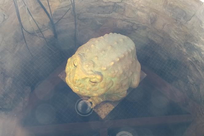 W rzeszowskiej studni na Rynku zamieszkała żaba! Co tam robi?  