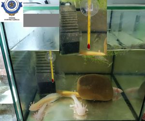 Dramatyczna interwencja w sklepie zoologicznym na Śląsku. Zwierzęta przetrzymywane w skandalicznych warunkach