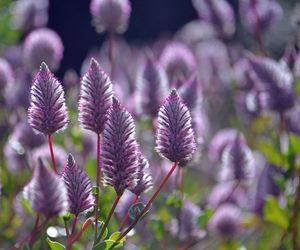 Ptilotus exaltatus 
