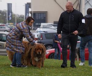 V Międzynarodowa Wystawa Psów Rasowych w Bydgoszczy [ZDJĘCIA]