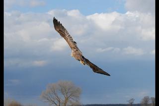 Uratowali zatrutego orła