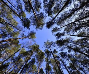 Lubelskie drzewa mają święto! W pierwszy dzień wiosny obchodzimy Międzynarodowy Dzień Lasów