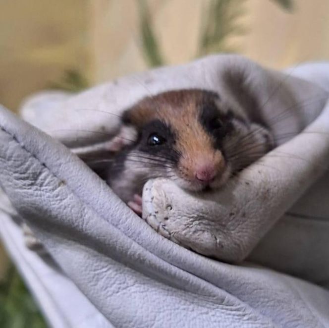 Nowy mieszkaniec poznańskiego zoo