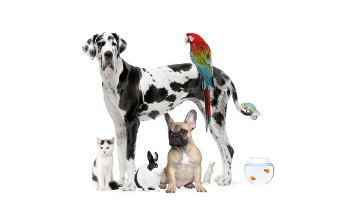 Alergia na zwierzęta domowe: psa, kota, rybki, papugę... Czy można żyć ze zwierzakiem, który uczula?