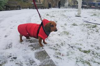 Zima rozgościła się w Bydgoszczy. W mieście intesywnie sypie śnieg [ZDJĘCIA, WIDEO]