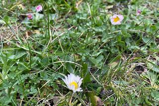 Wiosna w Poznaniu. Nadchodzi lepsza część roku
