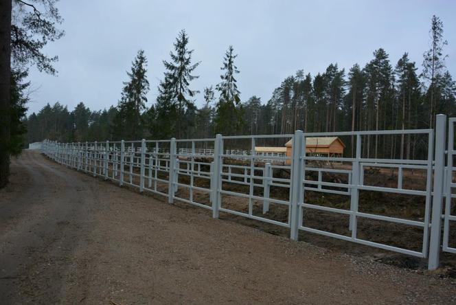 Kopna Góra. Na Podlasiu powstaje zagroda pokazowa żubrów