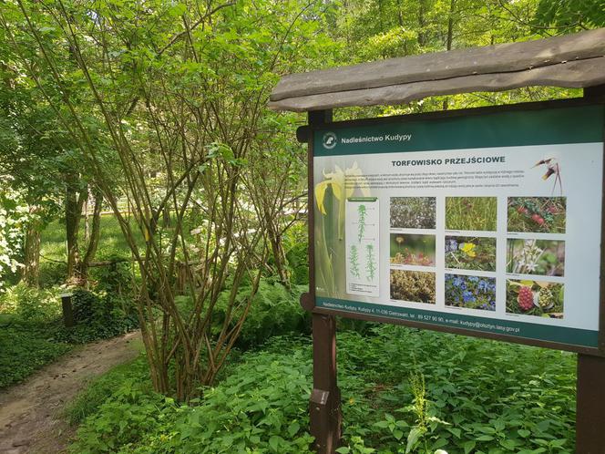 Leśne Arboretum Warmii i Mazur w Kudypach