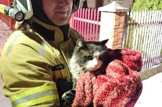 Strażacy uwolnili kota uwięzionego w studzience