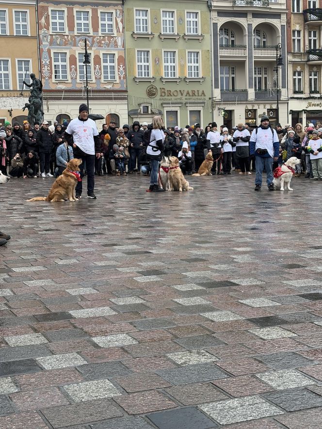 Golden Retriever WOŚP w Poznaniu