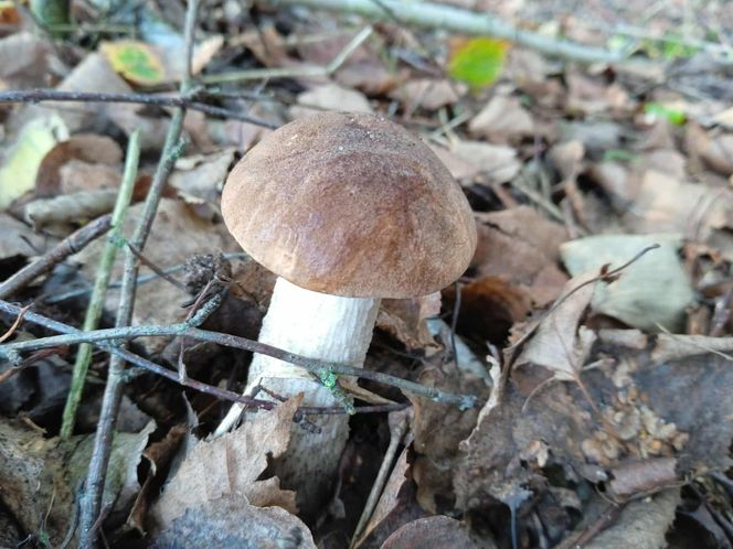 Grzyby, grzybobranie w okolicach Siedlec