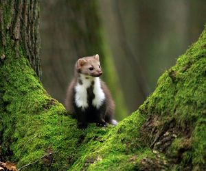Kuna domowa na strychu i w ogrodzie. Jak odstraszyć kunę? Sprawdzone sposoby