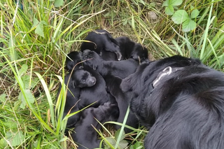 Labradorka Hera odnalazła porzucone szczeniaki w Żurawicy [ZDJECIA]