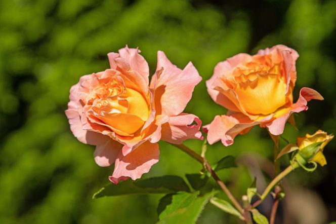 Róża herbaciana 'Augusta Luise'