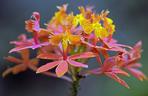 Epidendrum